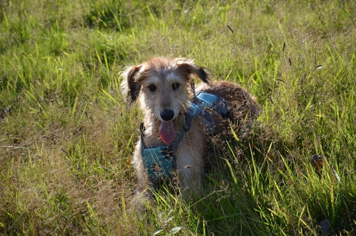Dog enjoying the field